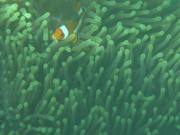 Nemo