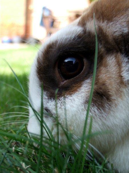 Chocolate Eating Grass Chocolate Eating Grass