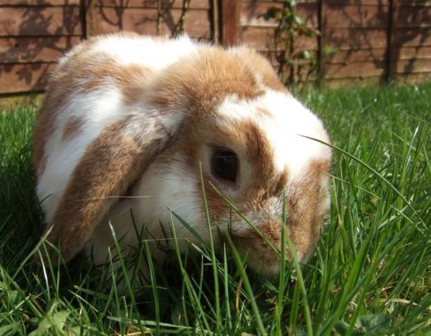 Ginger Eating Grass Ginger Eating Grass
