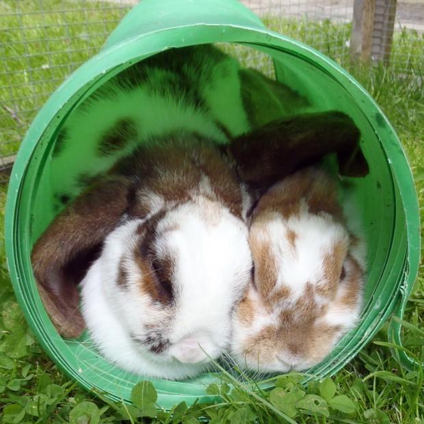Capture the Colour - Green - Sleeping Bunnies