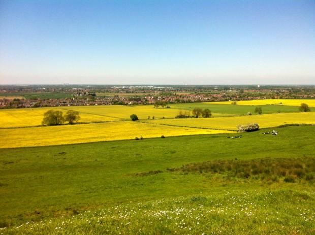 Capture the Colour - Yello - Rape Seed from Waddington