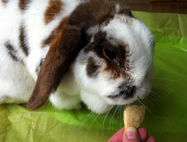 Supreme Small Animal Treats