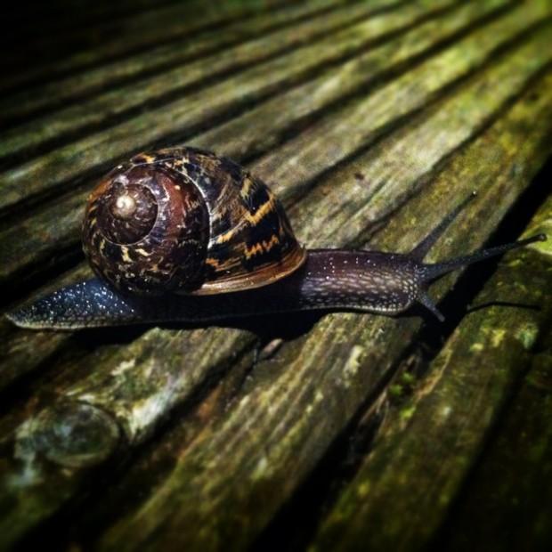Snail on the Decking - Zoe Homes