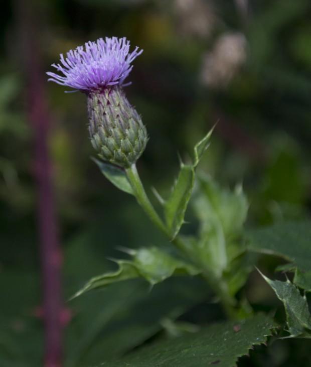 Thistle Thistle