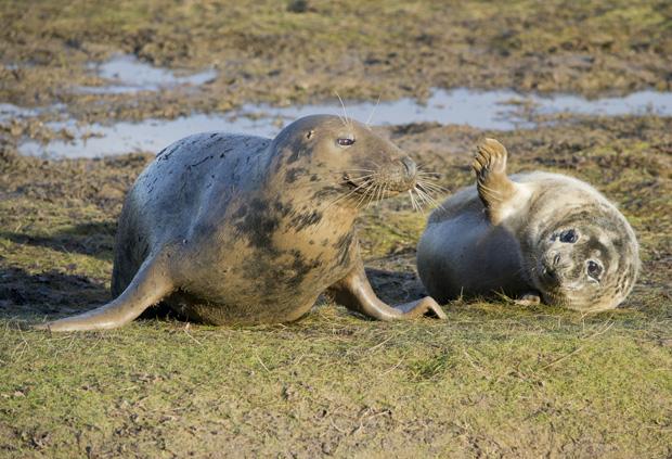 Seals at Donna Nook, Lincolnshire