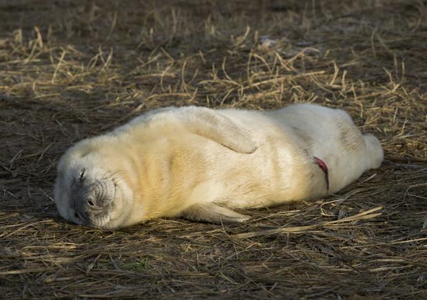 Seals at Donna Nook, Lincolnshire