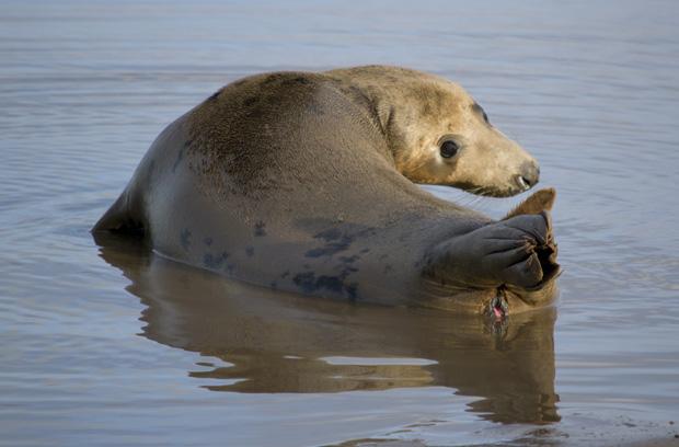 Seals at Donna Nook, Lincolnshire