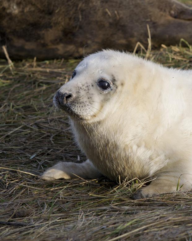 Seals at Donna Nook, Lincolnshire