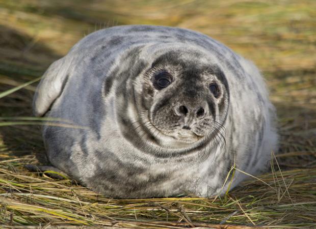 Seals at Donna Nook, Lincolnshire