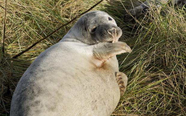 Seals at Donna Nook, Lincolnshire