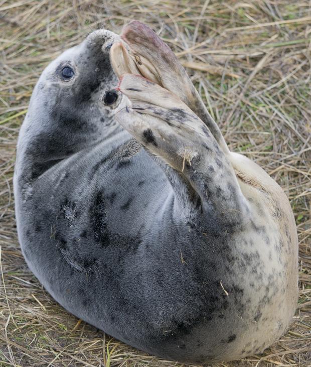 Seals at Donna Nook, Lincolnshire