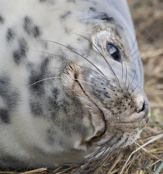 Seals at Donna Nook, Lincolnshire