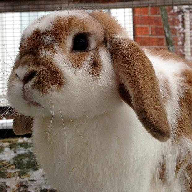 Ginger the Bunny Rabbit
