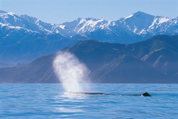 Whale Watching New Zealand