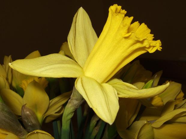 Daffodils