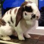 Chocolate Easter Bunny!