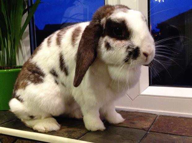 Chocolate Easter Bunny!