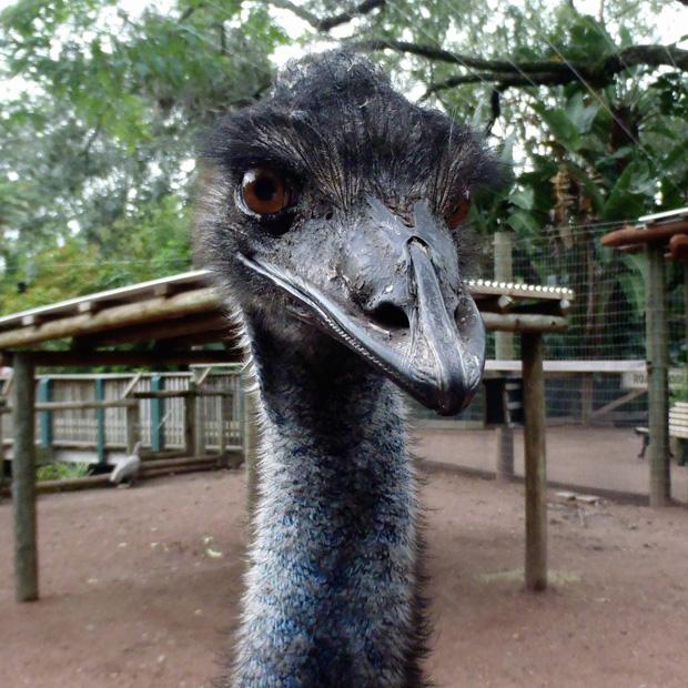 Face to Face with an Emu