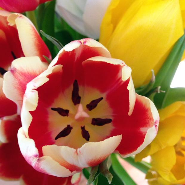 Close Up of Tulips